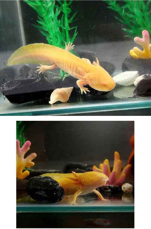 小型恐龍魚有哪些品種圖片及價格