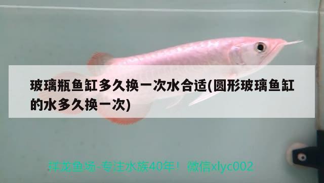 寶雞市金臺(tái)區(qū)深水埠造景水族工作室