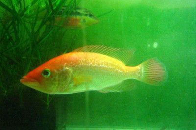 龍魚魚缸晚上需要關(guān)燈嗎：龍魚魚缸在夜間關(guān)閉燈光可以有效減少藻類的過度繁殖