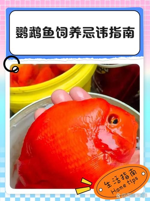 銀龍魚鸚鵡魚和什么魚混養好呢圖片