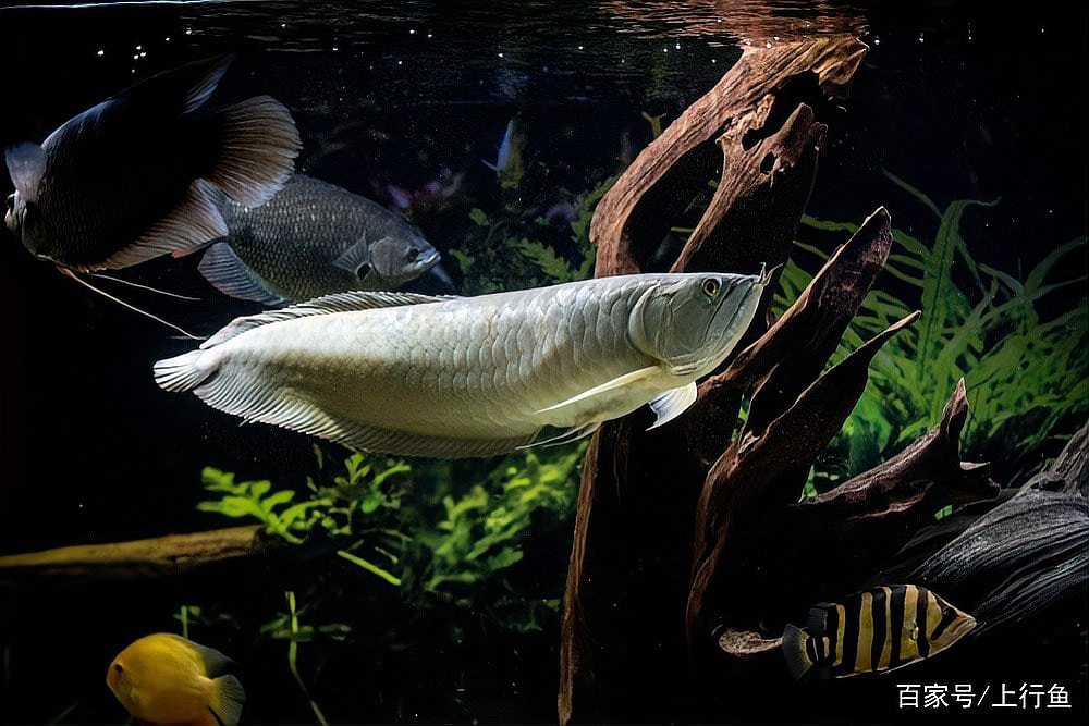 銀龍魚鸚鵡魚和什么魚混養好呢圖片