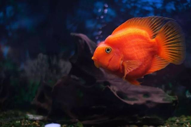 銀龍魚鸚鵡魚和什么魚混養好呢圖片