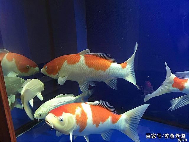 銀龍魚鸚鵡魚和什么魚混養好呢圖片