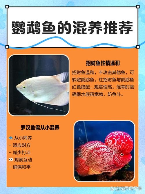 銀龍魚鸚鵡魚和什么魚混養好呢圖片