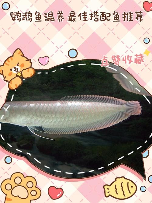 銀龍魚鸚鵡魚和什么魚混養好呢圖片