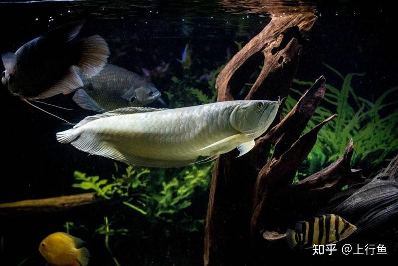 銀龍魚鸚鵡魚和什么魚混養好呢圖片