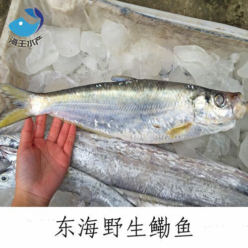 海王金龍魚