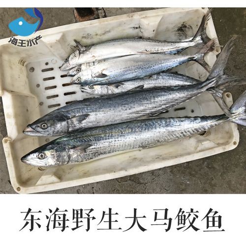 海王金龍魚