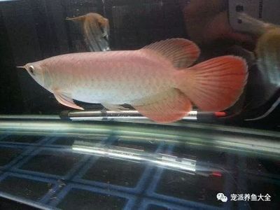 龍魚 跳缸：龍魚跳缸的原因和處理方法