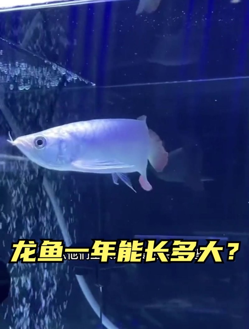 龍魚兩年能長多大