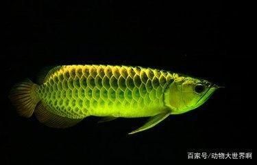 龍魚觀賞魚喂什么食物（關于龍魚食物選擇的詳細信息）