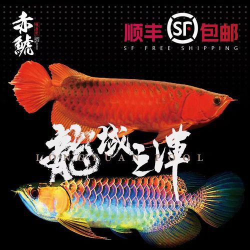 印尼小紅龍魚怎么挑選好的圖片和價格呢 印尼小紅龍魚怎么挑選好的圖片和價格呢 龍魚百科 第27張