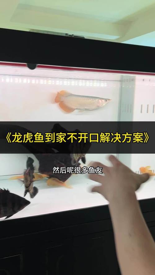 印尼小紅龍魚怎么挑選好的圖片和價格呢 龍魚百科 第18張 印尼小紅龍魚怎么挑選好的圖片和價格呢 印尼小紅龍魚怎么挑選好的圖片和價格呢 龍魚百科 第18張