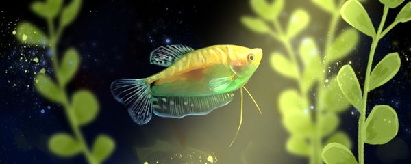 海倫市龍達水族經銷店