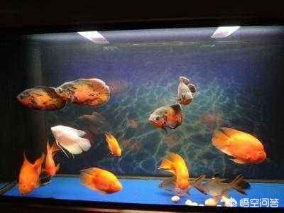 海倫市龍達水族經銷店