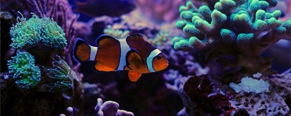 海倫市龍達水族經銷店