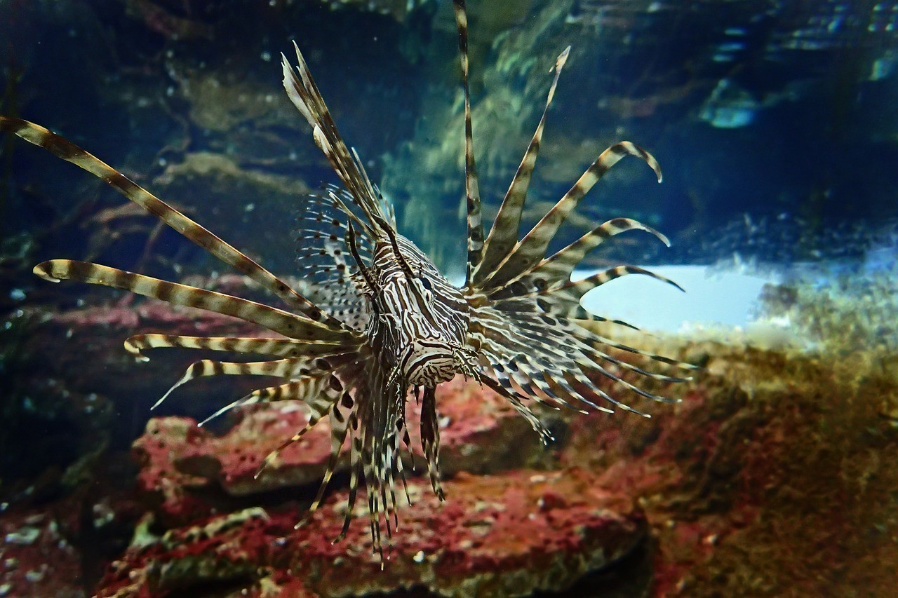 金州區友誼街道斗魚閣水域體驗館 全國水族館企業名錄 第3張 金州區友誼街道斗魚閣水域體驗館 金州區友誼街道斗魚閣水域體驗館 全國水族館企業名錄 第3張