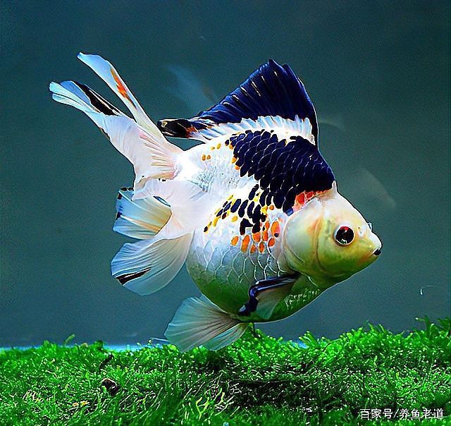 金龍魚吃孔雀魚嗎