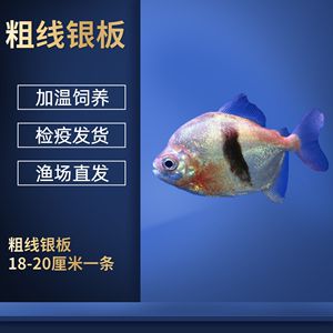 銀板魚換水操作指南:銀板魚換水的具體操作步驟 龍魚百科 第5張 銀板魚換水操作指南:銀板魚換水的具體操作步驟 銀板魚換水操作指南:銀板魚換水的具體操作步驟 龍魚百科 第5張