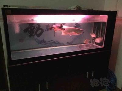 銀板魚換水操作指南:銀板魚換水的具體操作步驟 龍魚百科 第3張 銀板魚換水操作指南:銀板魚換水的具體操作步驟 銀板魚換水操作指南:銀板魚換水的具體操作步驟 龍魚百科 第3張