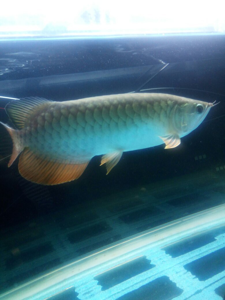 金龍魚(yú)發(fā)色后還能再變深嗎？ 金龍魚(yú)發(fā)色后還能再變深嗎？ 龍魚(yú)百科 第5張