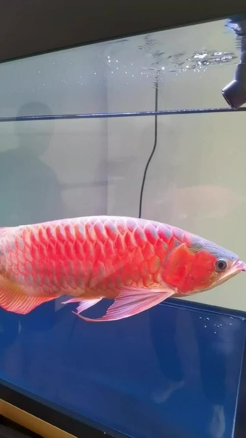 龍魚種類及價(jià)格和圖片視頻講解
