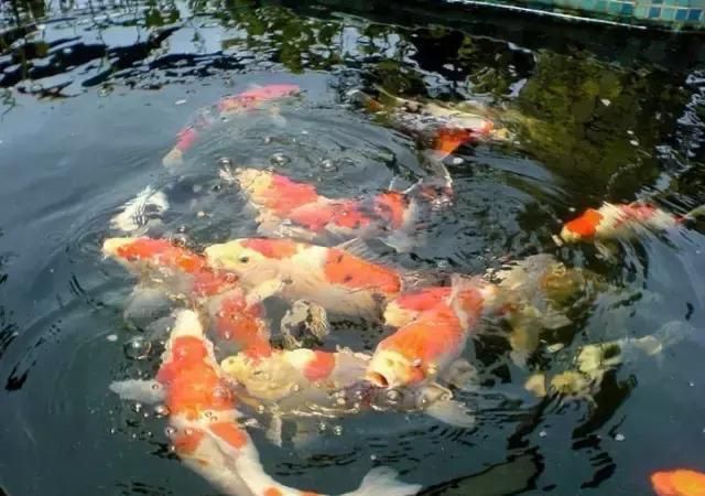 魚苗飼養(yǎng)環(huán)境優(yōu)化方案，優(yōu)化魚苗生長(zhǎng)速度和健康水平提高魚苗生長(zhǎng)速度和健康水平 魚苗飼養(yǎng)環(huán)境優(yōu)化方案，優(yōu)化魚苗生長(zhǎng)速度和健康水平提高魚苗生長(zhǎng)速度和健康水平 龍魚百科 第4張