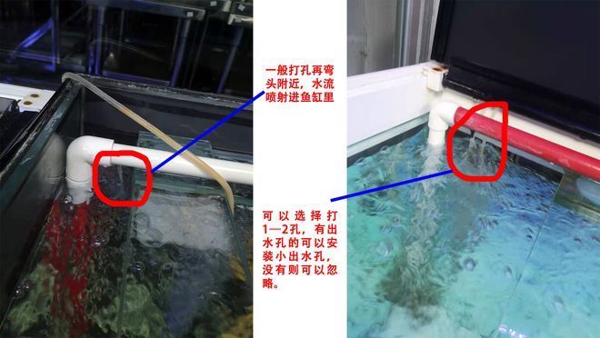 江門市倉后珍珍水族店（江門市倉后珍珍水族店地址）