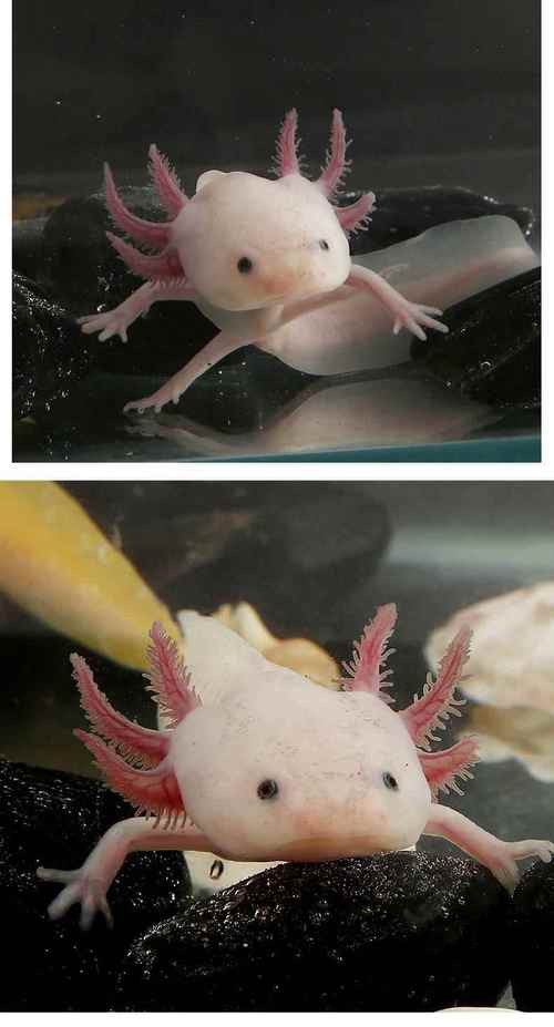 六角小龍魚圖片大全