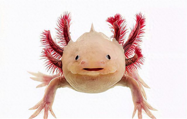 六角小龍魚圖片大全