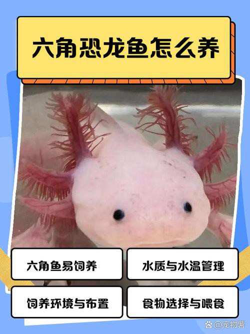 六角小龍魚圖片大全