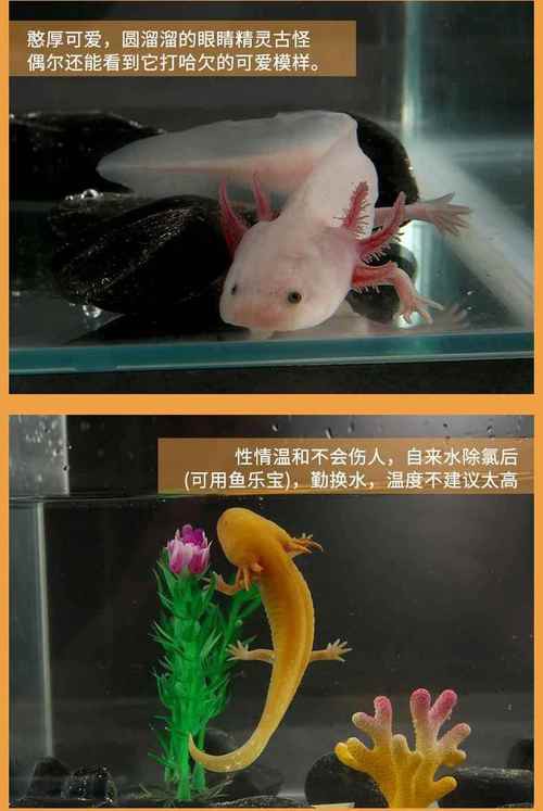 六角小龍魚圖片大全
