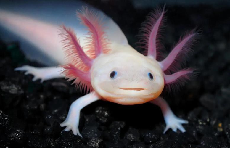 六角小龍魚圖片大全