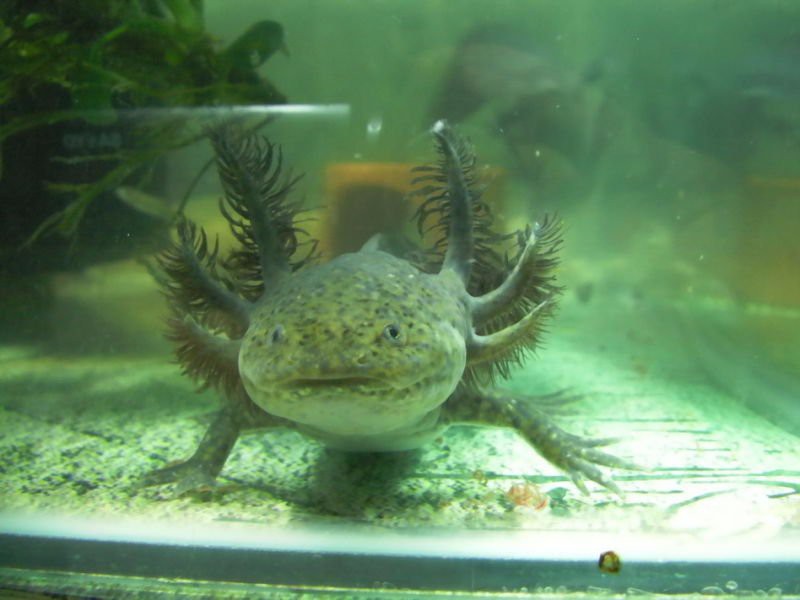 六角小龍魚圖片大全
