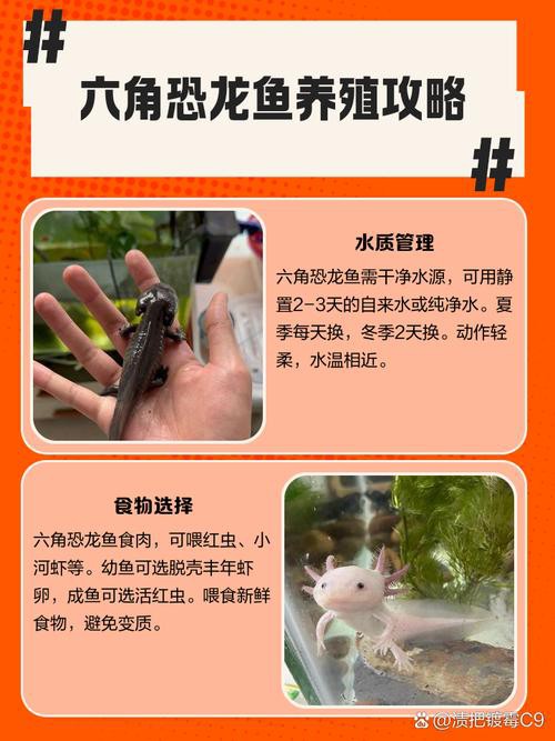 六角小龍魚圖片大全