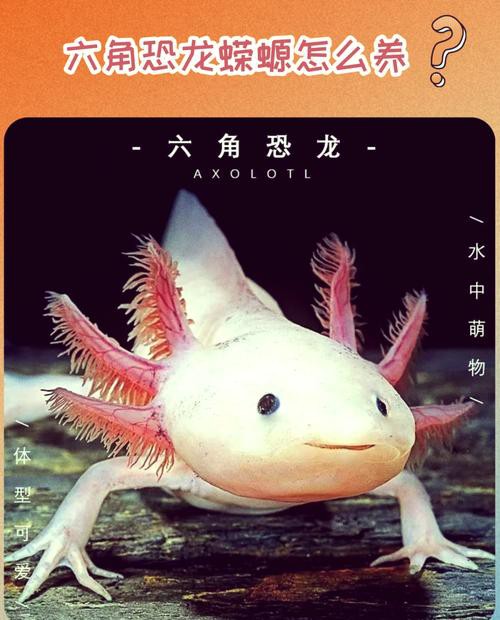 六角小龍魚圖片大全