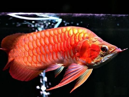 什么龍魚(yú)好看又不貴：如何選擇一種好看又不貴的龍魚(yú)