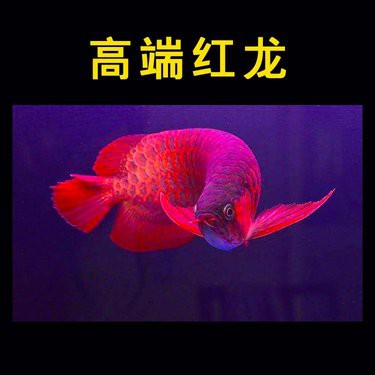 紅辣椒紅龍魚的價格是多少？