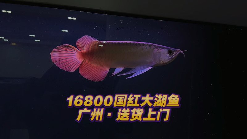 紅辣椒紅龍魚的價格是多少？