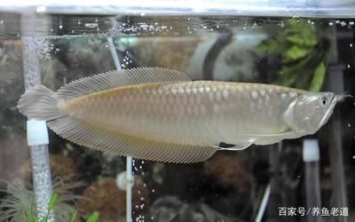 龍魚多少度：龍魚健康飲食指南,龍魚吃什么魚肉好養(yǎng)-龍魚