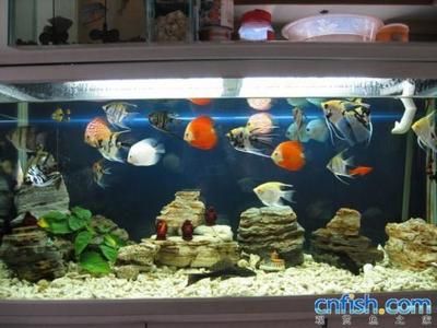 金龍魚多久才能完全發(fā)色:金龍魚多久能發(fā)色?正常發(fā)色時間解析 龍魚百科 第2張 金龍魚多久才能完全發(fā)色:金龍魚多久能發(fā)色?正常發(fā)色時間解析 金龍魚多久才能完全發(fā)色:金龍魚多久能發(fā)色?正常發(fā)色時間解析 龍魚百科 第2張