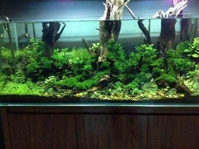 洛陽市吉利區樂魚水族館（洛陽市吉利區樂魚水族館電話）