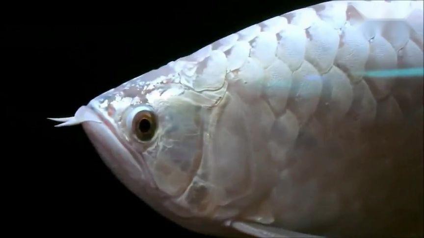 白色的龍魚上古