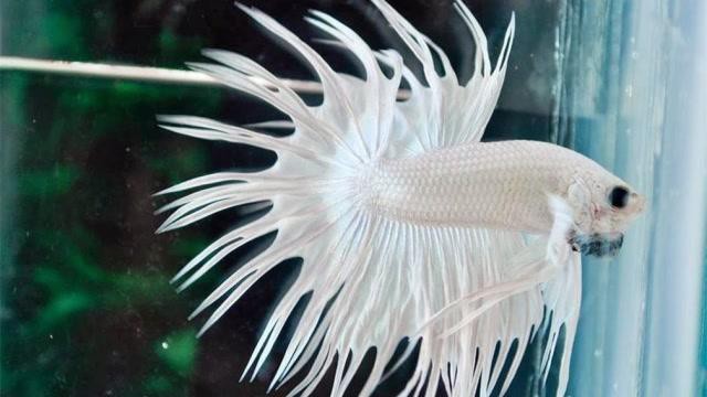 白色的龍魚上古