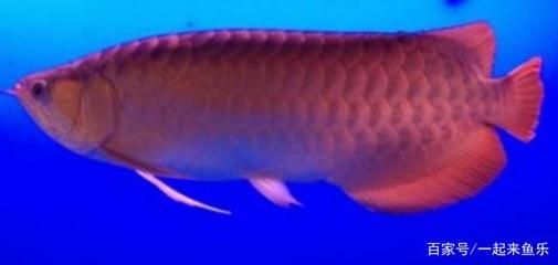 紅龍魚發色要幾年（紅龍魚什么時候發色紅龍魚發色持續多久）