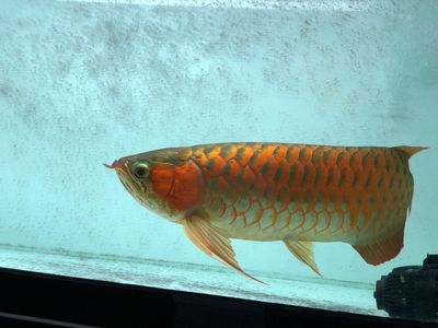 紅龍魚發色要幾年（紅龍魚什么時候發色紅龍魚發色持續多久）