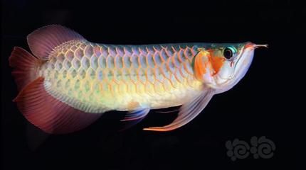 龍魚游的時候尾巴往上翹（龍魚游動時尾巴上翹可能由多種原因引起，可能是多種原因引起）