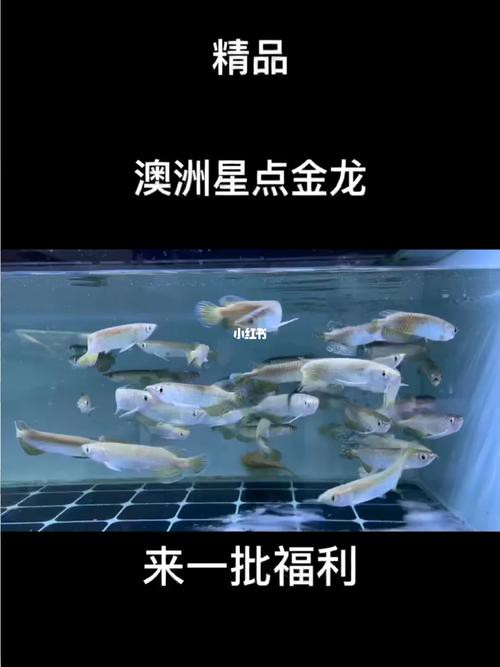 點金龍魚圖片
