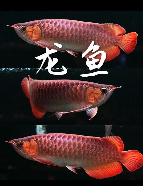 點金龍魚圖片