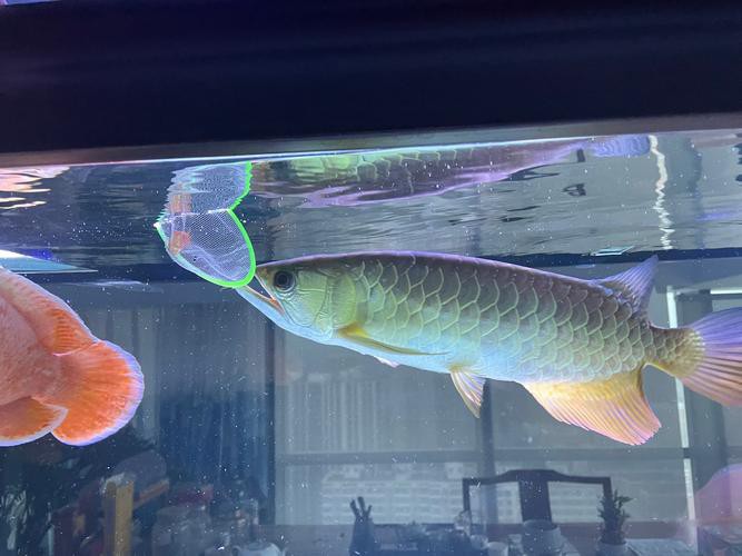 點金龍魚圖片